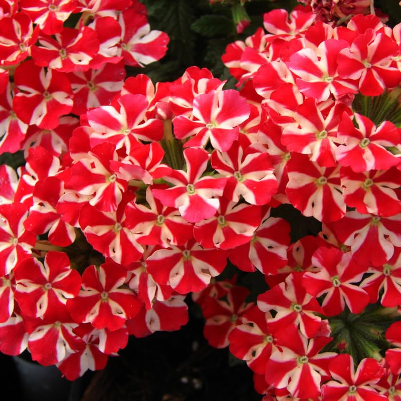 4 Red White Verbena Plants Live, 5-9" Tall Hardy Perennial Flower Plants, Well-Rooted for Outdoor Planting