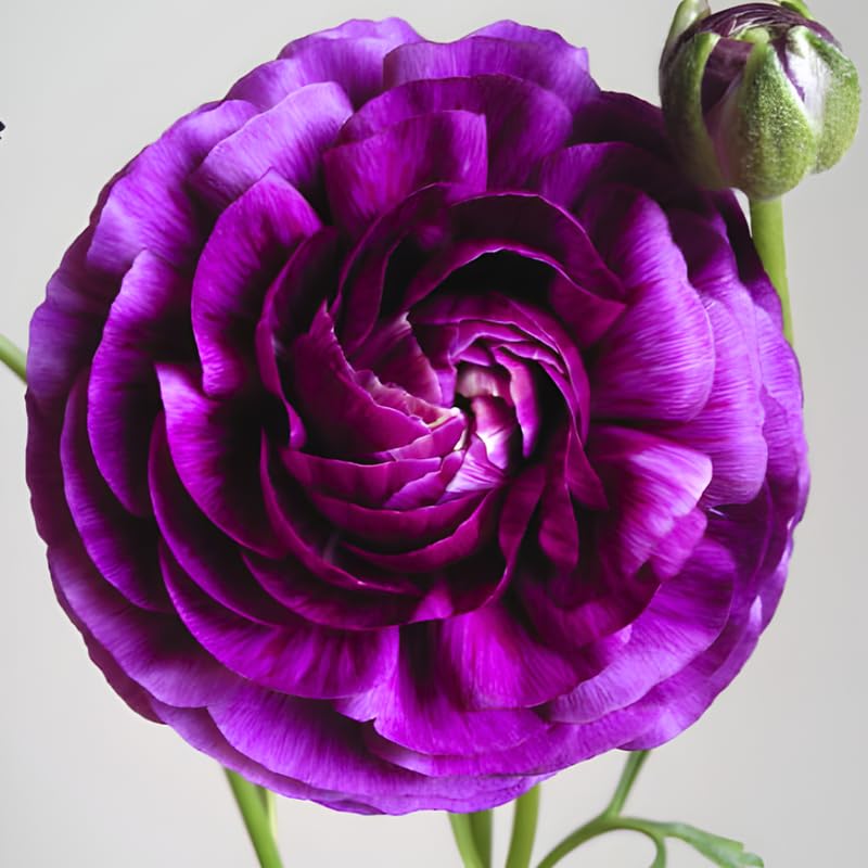 25 Purple Large Ranunculus Bulbs for Planting, Ranunculus Corms, Buttercup Flower Bulbs Spring Fall Growing