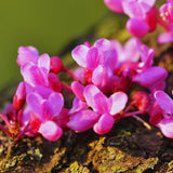 Redbud Tree Live Plant Bare Root, Red Bud Plant Live, 1 Year Olds, 12 to 18 Inc Long, Hardy Shrub Plant