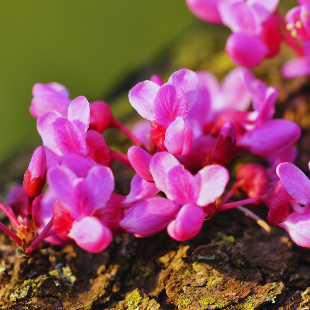 Redbud Tree Live Plant Bare Root, Red Bud Plant Live, 1 Year Olds, 12 to 18 Inc Long, Hardy Shrub Plant
