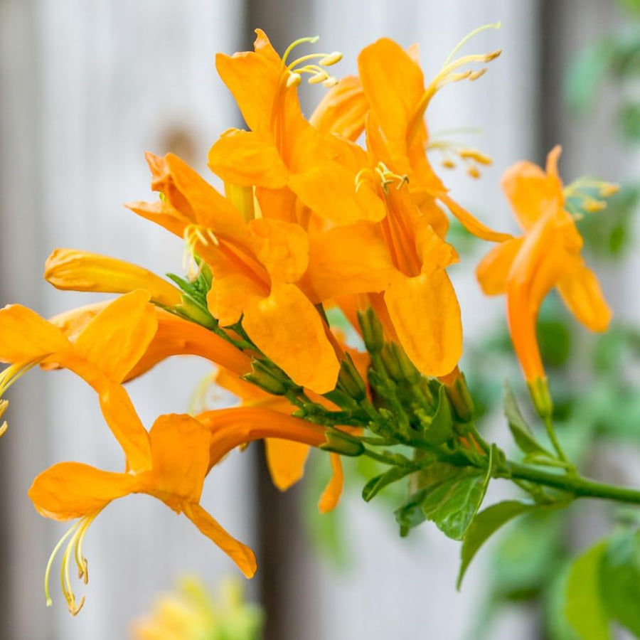 Honeysuckle Plant, Live Honeysucke Vine, 5-10 Inc Tall, Honeysuckle for Planting, Climbing Honeysuckle Bush Shrubs, Fragrant, No Pot