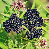 3 American Elderberry Trees Live Plant for Planting, Black Elderberry Bush Live Plants, Bareroots 6-12 Inc Tall, Sambucus Canadensis Elderberry Plant Live, Elderberries Fruit Tree