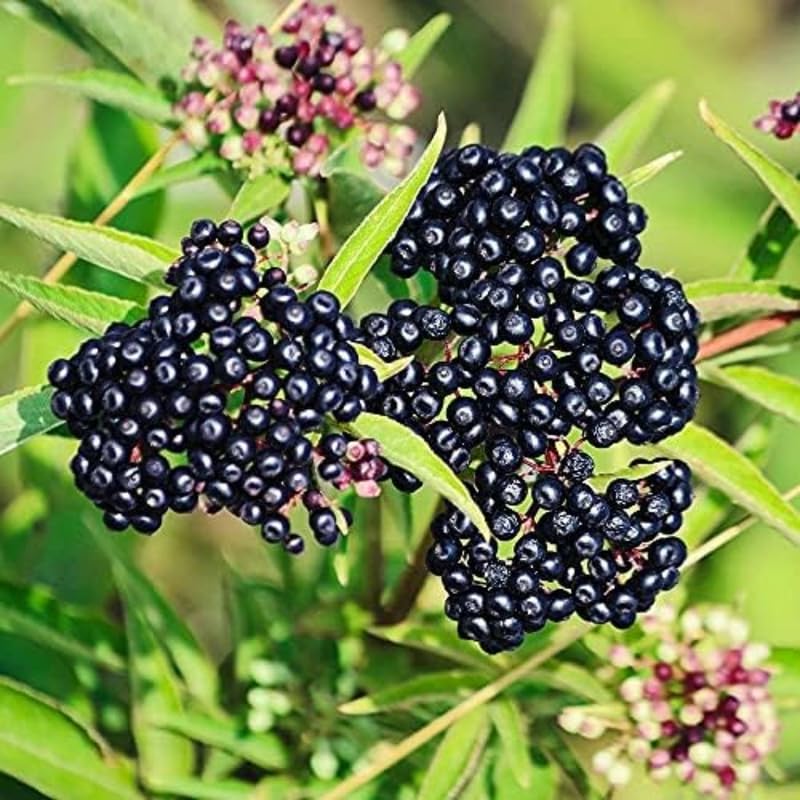 3 American Elderberry Trees Live Plant for Planting, Black Elderberry Bush Live Plants, Bareroots 6-12 Inc Tall, Sambucus Canadensis Elderberry Plant Live, Elderberries Fruit Tree