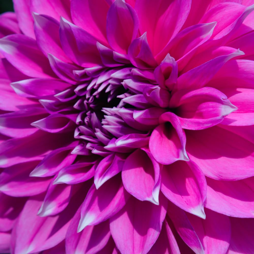 Dahlia Clump for Planting, Purple Dahlia Flower for Summer Blooms, Large and Vibrant Flowers, Suited for Zones 8 to 11
