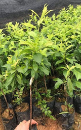 Set of 2 American Plum Trees Plants Live for Planting, 9" to 16" in Height, Bare Roots, Dormant in Winter, Outdoor Gardening, Zones 5-9