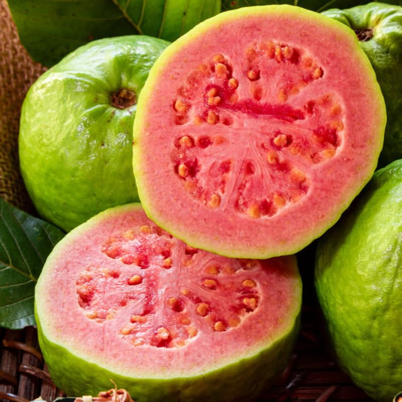 Pink Guava Tree Live, Tropical Fruit Tree, 8-10" Tall, Sweet Guava Plant for Outdoor or Indoor Planting