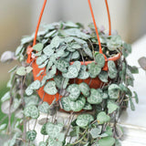 String of Hearts Plant Live, Ceropegia Woodii Variegata, in 4" Pot, Rare Trailing Succulent Vine for Indoor Hanging Pots (Green String of Hearts Plant)