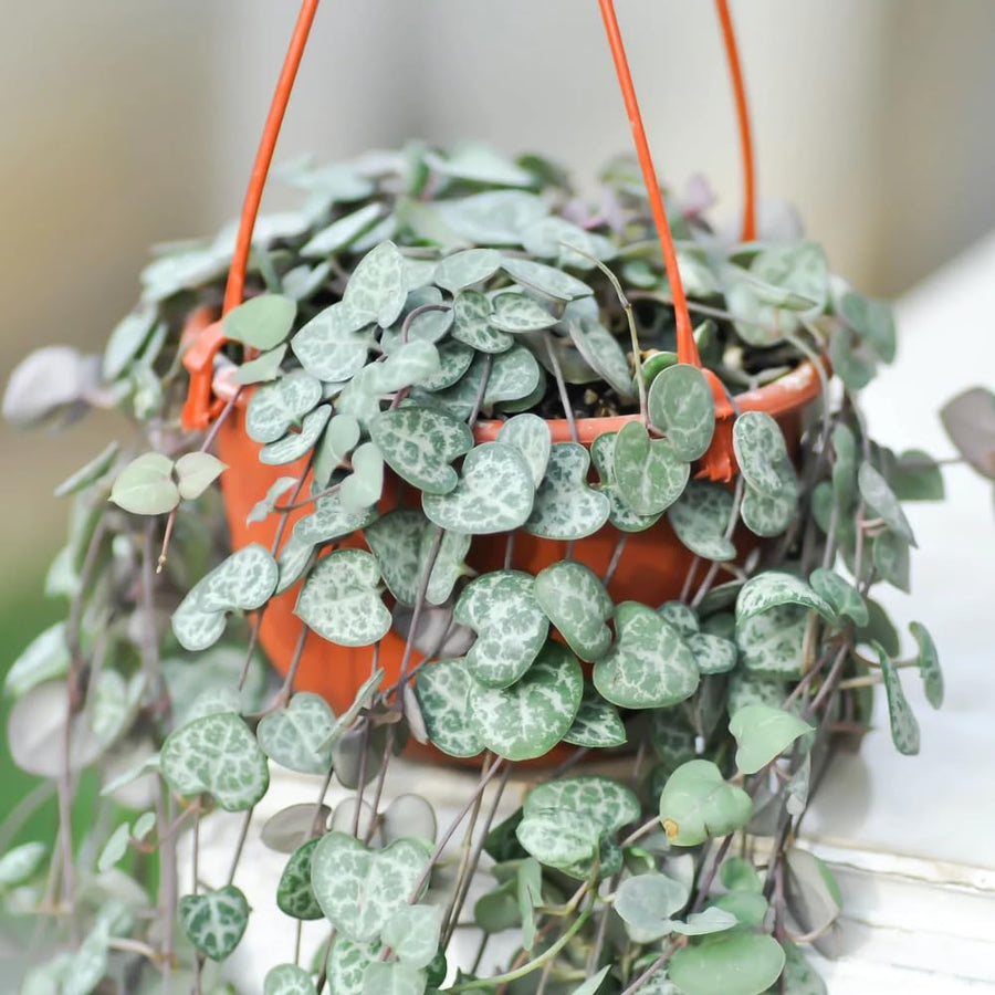 String of Hearts Plant Live, Ceropegia Woodii Variegata, in 4" Pot, Rare Trailing Succulent Vine for Indoor Hanging Pots (Green String of Hearts Plant)