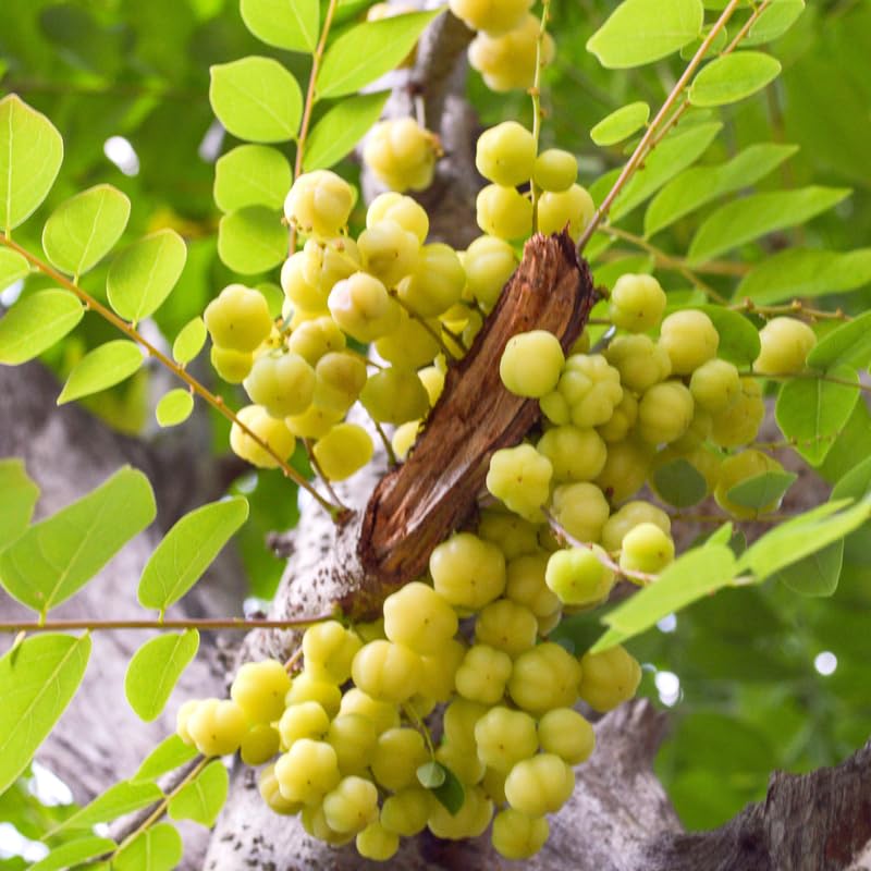 Star Gooseberry Tree in Gallon Pot, 8-12” Tall Edible Fruit Plant for Planting, Tart Tropical Fruit Tree