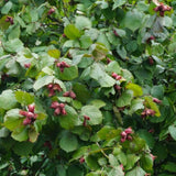 10 Months Old American Hazelnut Trees Live Plants, Dormant Hazelnut Trees in Winter