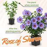 Purple Rose of Sharon Plant in Quart Pot, Hardy Hibiscus Flowering Shrub, Vibrant Outdoor Althea Plants, Fast-Growing Perennial