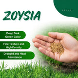 Set 20000 Zoysia Grass Seeds, Zoysia Grass Seeds for Lawn, Low Maintenance, Drought Tolerant Lawns for Home and Yards