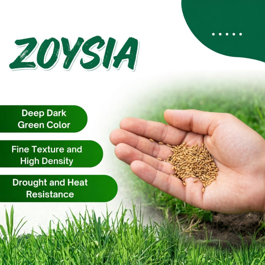 Set 20000 Zoysia Grass Seeds, Zoysia Grass Seeds for Lawn, Low Maintenance, Drought Tolerant Lawns for Home and Yards