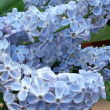 Double Lavender-Blue Lilac Bush Live Tree Plant, 1 Year Old Tree for Planting, 6 to 12 Inches in Tall, Hardy Shrub, Dormant in Winter