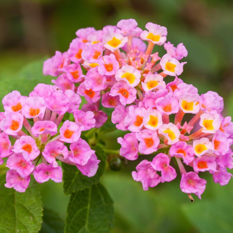 2 Trailing Lantana Plants Live for Indoor Outdoor, 6-9 Inch Tall, Live Lantana Flowers Home Garden (Pink Lantana)