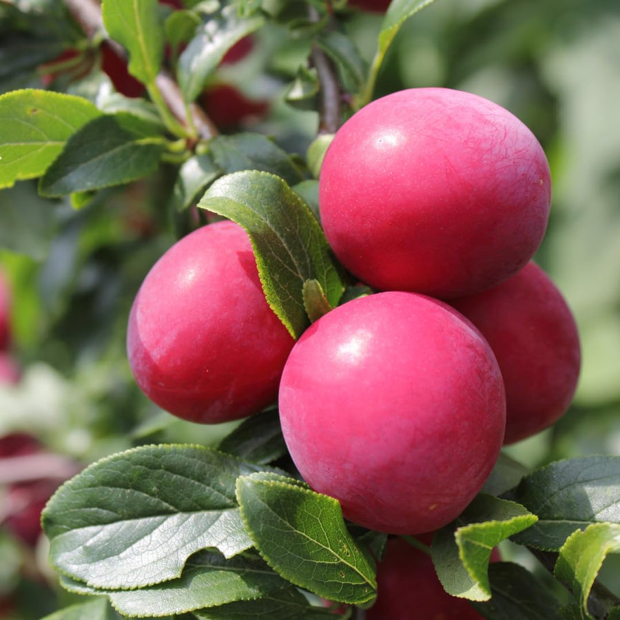 Set of 24 Live Plum Cuttings, for Planting, Sweet Edible Fruit Rooted Cuttings, Ready to Grow, Suitable for Outdoor Garden
