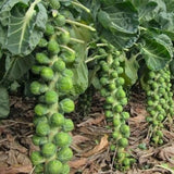 2 Brussels Sprouts Vegetable Plants Live, Garden Seedlings in 4 Inch Pot for Outdoor Growing