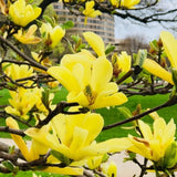 Yellow Magnolia Tree Live Plant in 2.5 Inches Pot, Dormant in Winter, 6-12 Inches in Tall, Ornamental Spring Flowering Tree, Outdoor