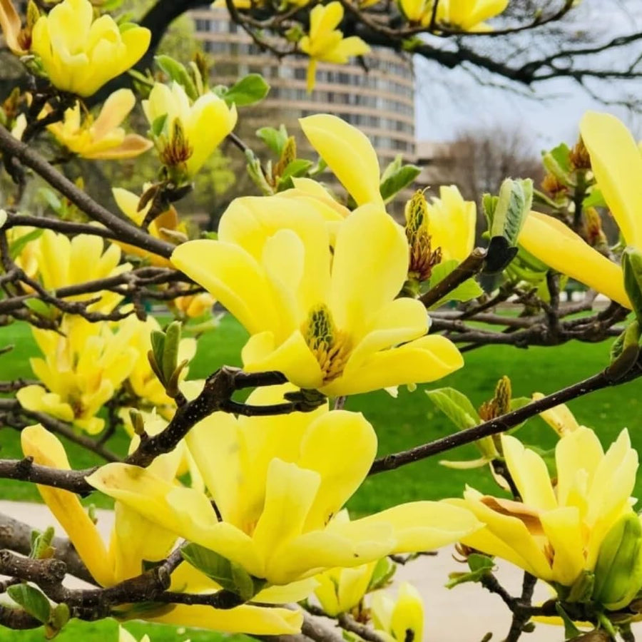 Yellow Magnolia Tree Live Plant in 2.5 Inches Pot, Dormant in Winter, 6-12 Inches in Tall, Ornamental Spring Flowering Tree, Outdoor
