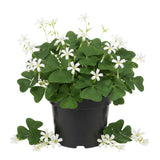 Green Shamrock Plant Live, Starter Oxalis Plant in 4" Pot, Easy Care Ornamental Houseplant for Patio, Container and Home Gardening