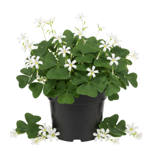 Green Shamrock Plant Live, Starter Oxalis Plant in 4" Pot, Easy Care Ornamental Houseplant for Patio, Container and Home Gardening