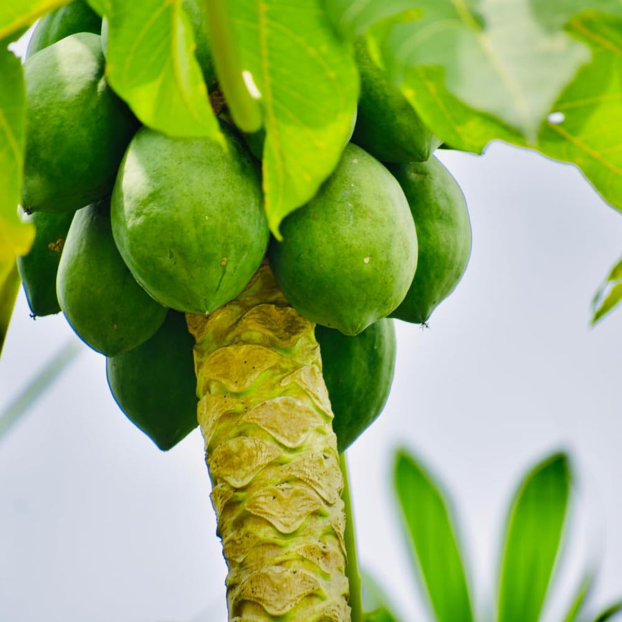 Papaya Tree Live Plant, Tropical Papaya Fruit Tree, 4-8 Inches Tall, Sweet Plant Starter for Outdoor Garden