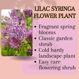 Live Common Lilac Plant, Purple Syringa Flower Plant in 4 Inch Pot, 6-12 Inch Tall Flowering Shrub, Fragrant Spring Garden Plant