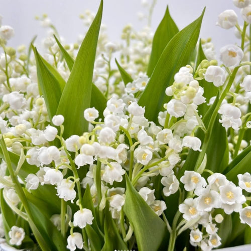 5 Lily of The Valley Roots, Lily of The Valley Rhizomes, Annual Lily Flower Plant, Planting Outdoor Indoor