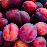 2-3 Feet Santa Rosa Plum Tree Live Plant, No Pot, Plum Tree for Planting, Cannot Ship to CA