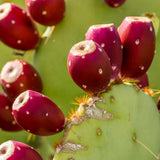 Red Prickly Pear Cactus Plants Live in 3 Inch Pot, Hardy Colorful Cactus Plants, Great for Rock Gardens and Pots