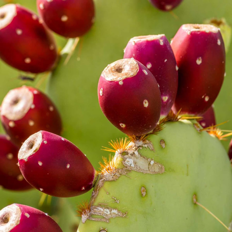 Red Prickly Pear Cactus Plants Live in 3 Inch Pot, Hardy Colorful Cactus Plants, Great for Rock Gardens and Pots