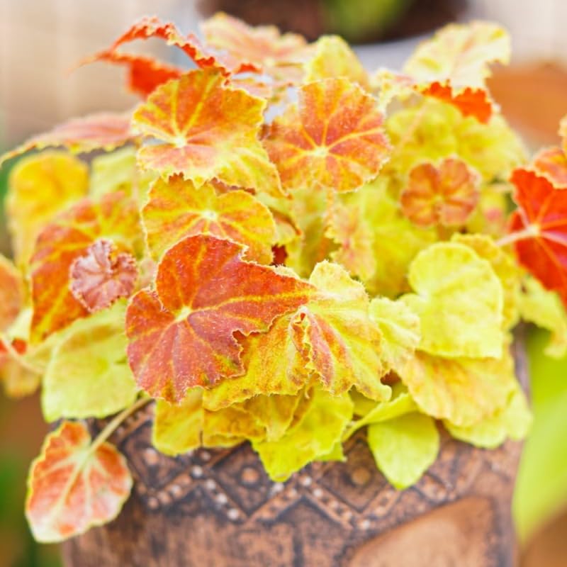 Combo 4 Begonias Houseplant Live Indoor, Red Orange Begonia Maculata Live Plant, Autumn Begonias Live Plants Outdoor, 4 to 8 Inc Tall