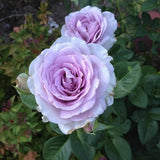 Rose Bush Live Plant - Rose Plant Live Shrub - Bareroot with Soil 5-10 Inch Tall - Fragrant Rose Flowers Heirloom Rose Shrub (Light Purple Rose)