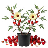 2 Sabdariffa Roselle Hibiscus Plants, Live Red Roselle Live Plants, Hibiscus Flower Plants for Outdoor Planting, 2 Plants per Pot, 4 Inc Pot