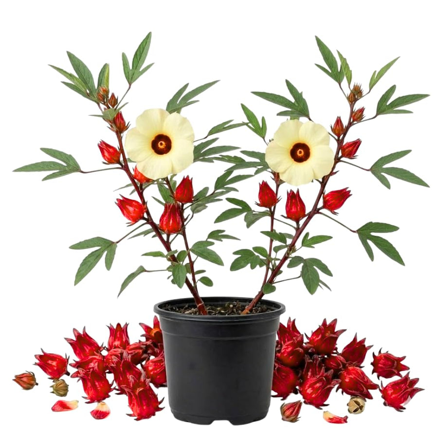 2 Sabdariffa Roselle Hibiscus Plants, Live Red Roselle Live Plants, Hibiscus Flower Plants for Outdoor Planting, 2 Plants per Pot, 4 Inc Pot