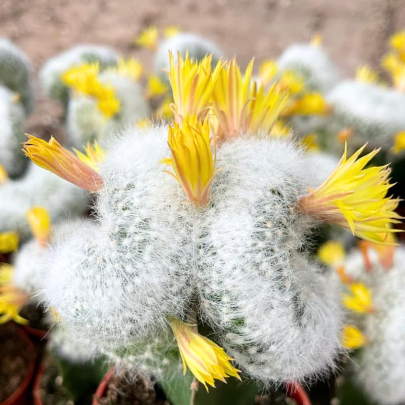 White Cactus Live Plant in 4" Pot, Rare Cactus Succulent for Home Décor, Indoor Outdoor Growing