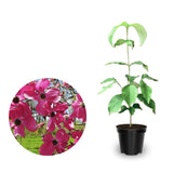 2 Pink Dogwood Trees Shrubs Bushes in 2.5 Inch Pot, Dogwood Trees Live Plants for Planting Outside, Flowering Dogwood Trees Plants Live for Outdoor Planting