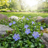 Set 50 Vinca Ground Cover Plants, Vinca Periwinkle Plants, 6-10 Inches Tall, Periwinkle Plant Live for Planting, Ideal for Indoor Outdoor Garden