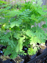 1 Dwarf Moringa Oleifera Plant Live in 4" Pot, Malunggay Drumstick Horseradish Tree Plant Live 6-12" Tall, No CA