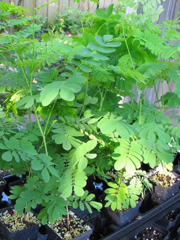 1 Dwarf Moringa Oleifera Plant Live in 4" Pot, Malunggay Drumstick Horseradish Tree Plant Live 6-12" Tall, No CA