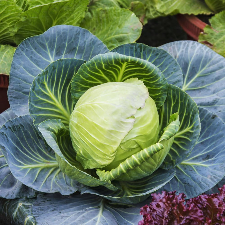 Set 2 Cabbage Plants Live, Cabbage Vegetable Live Plant Home Garden, Garden Starter Live Plants
