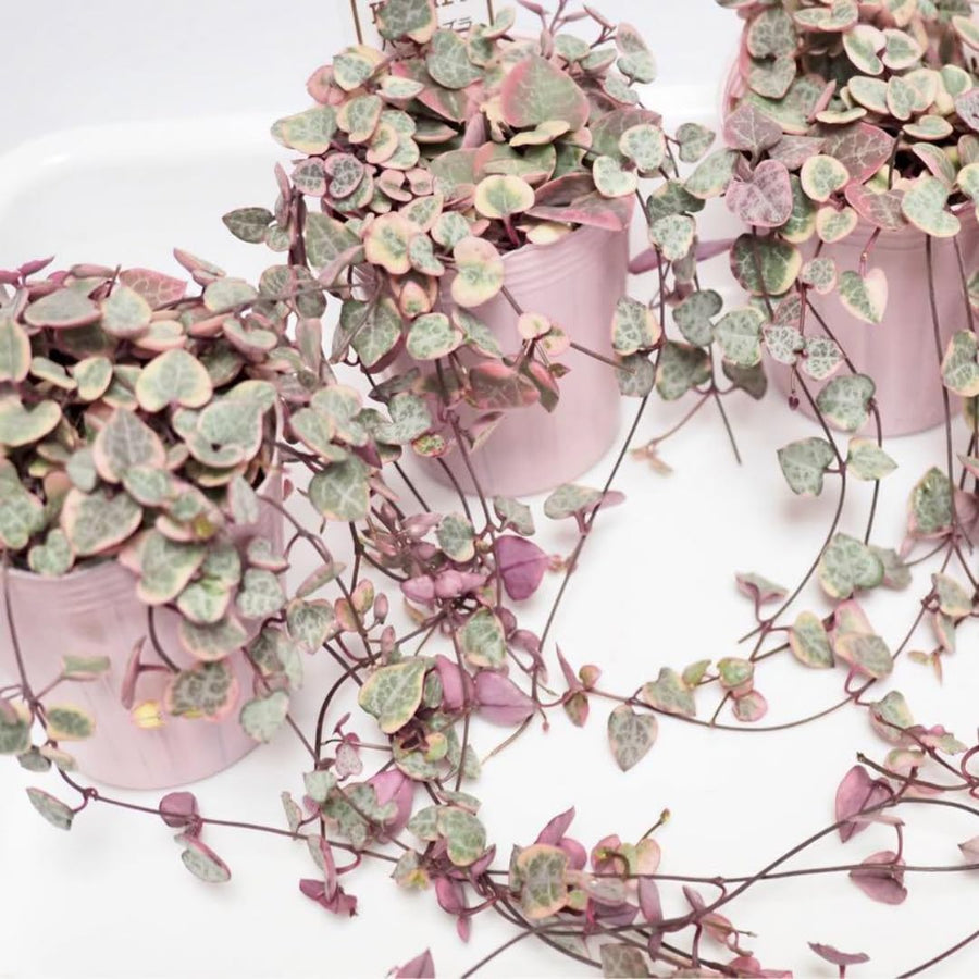 Variegated String of Hearts Live Plant in 2" Pot, Trailing Houseplant Indoor Outdoor, Fast-Growing, Indoor Hanging Succulent