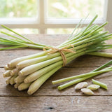 Set 100 Lemongrass Seeds for Planting, Lemongrass Seeds, Heirloom Culinary Herb for Indoor Outdoor Growing