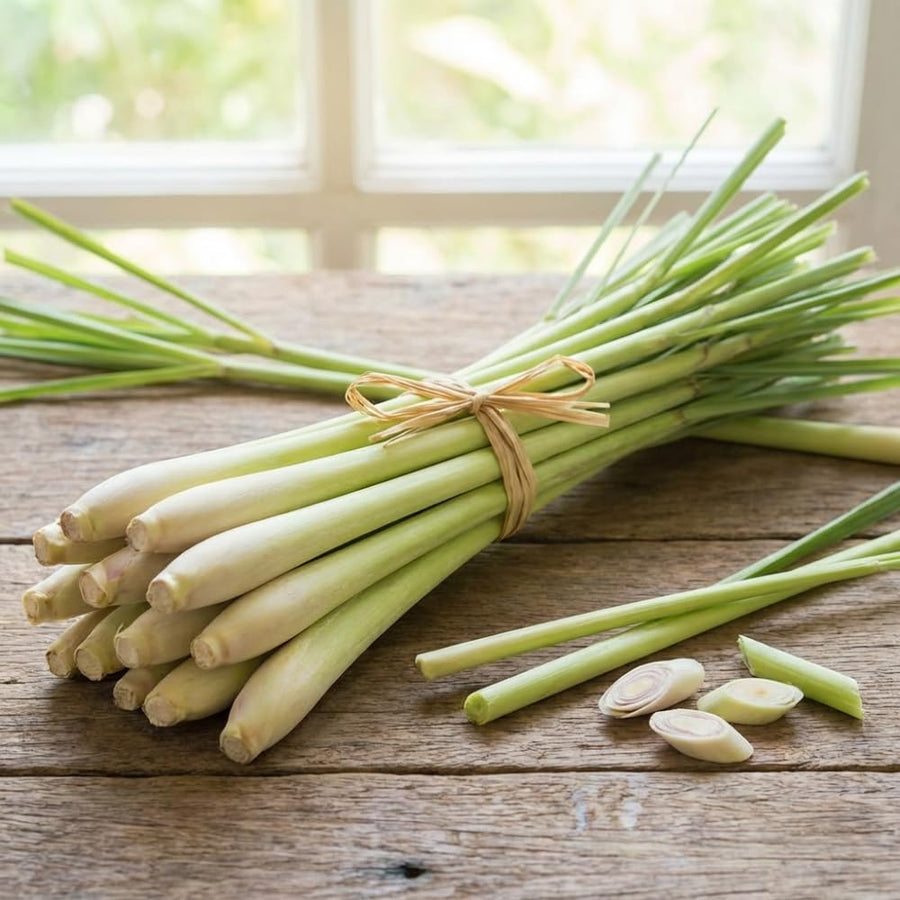 Set 100 Lemongrass Seeds for Planting, Lemongrass Seeds, Heirloom Culinary Herb for Indoor Outdoor Growing
