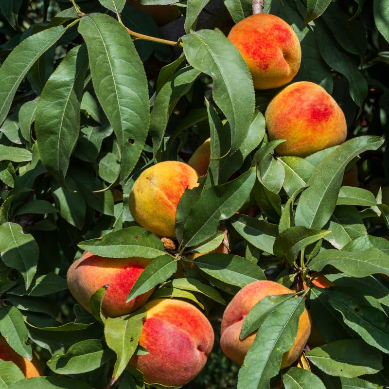 Sweet Peach Tree Live Plant Bare Root and Dormant, 6 to 13 Inches in Tall for Growing, Peachs Fruit Trees Cold Hardy, No Leaf in Winter, No CA