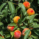 1 Year Old Sweet Peach Tree Live Plant, 6 to 10 Inches in Tall in Gallon Pot, Peaches Trees for Growing, Outdoor Fruit for Planting, No CA