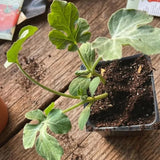 2 Watermelon Plants Live, Sweet Watermelon Fruit Plant, Live Watermelons Plant, 4 to 6 Inch Tall, 2 Plants per Pot