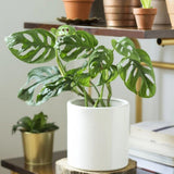 2 Monstera Plants Live, Swiss Cheese Philodendron Plant, Ornamental Tropical Well-Rooted, 4 to 5 Leaves for Indoor Houseplant (Monstera Swiss Cheese Narrow Leaf)