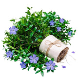 Set of 50 Periwinkle Plant Live, Vinca Minor Plants Live, Periwinkle Ground Cover, Well Rootes for Outdoor Gardens, Slopes, and Landscape Areas