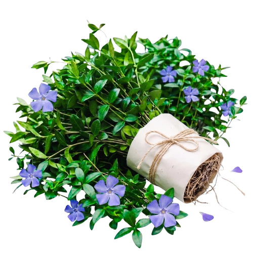 Set of 50 Periwinkle Plant Live, Vinca Minor Plants Live, Periwinkle Ground Cover, Well Rootes for Outdoor Gardens, Slopes, and Landscape Areas